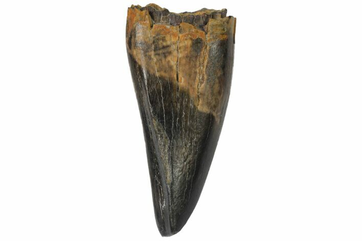 Juvenile Tyrannosaur Premax Tooth - Judith River Formation #144838